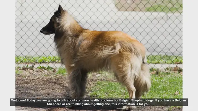 Video thumbnail for Common Health Problems in Belgian Shepherd Dogs