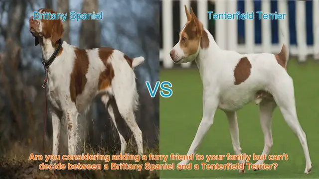 Video thumbnail for Brittany Spaniel vs. Tenterfield Terrier: Choosing the Right Dog Breed for Your Family