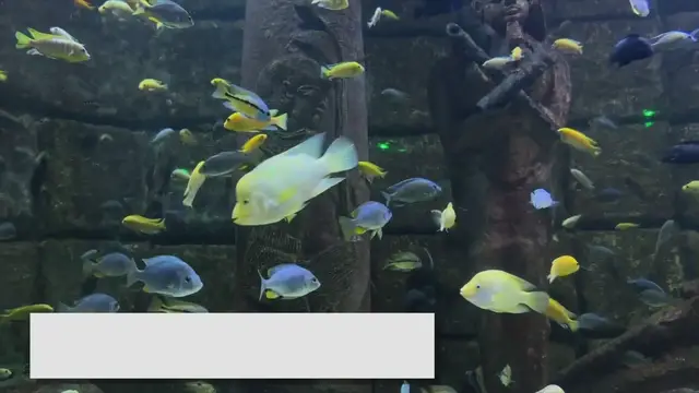 Video thumbnail for Creative Fish Tank Decoration Ideas for Your Aquarium