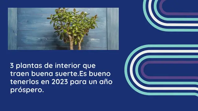 Video thumbnail for 3 plantas de interior que traen buena suerte. Es bueno tenerlos en 2023 para un año próspero.