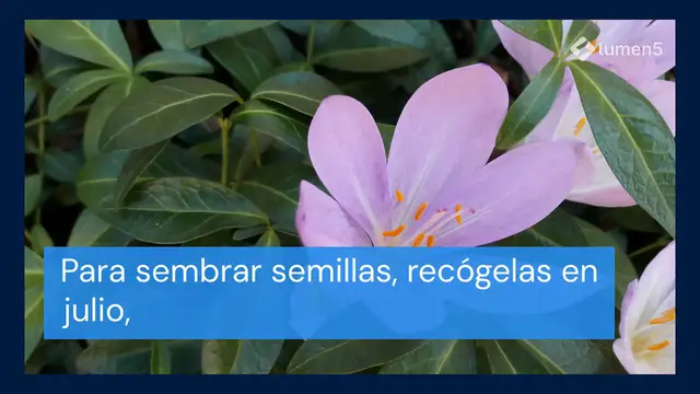 Video thumbnail for Aquí se explica cómo multiplicar ciclamen y tener un balcón lleno de flores de una sola planta