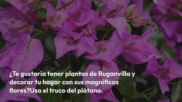 Video thumbnail for Buganvilla: reprodúcela hasta el infinito con el truco de la banana como los viveristas