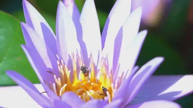 Video thumbnail for Rare Orchids At Botanical Gardens