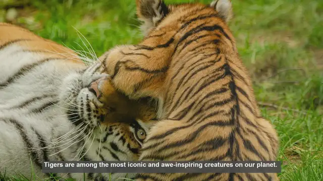 Video thumbnail for 10 Key Physical Differences Among Tiger Subspecies