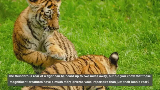 Video thumbnail for 10 Surprising Facts About Tiger Sounds and Communication