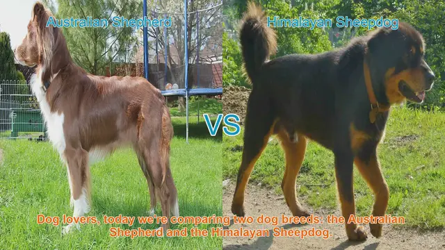 Video thumbnail for Australian Shepherd vs. Himalayan Sheepdog: A Breed Comparison