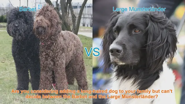Video thumbnail for Barbet vs. Large Münsterländer: A Detailed Breed Comparison