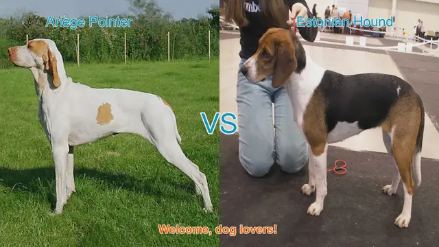 Video thumbnail for Ariège Pointer vs. Estonian Hound: A Comparison of Two Hunting Dog Breeds