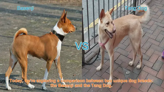 Video thumbnail for Basenji vs. Tang Dog: A Comparison of Unique Dog Breeds