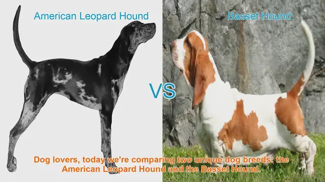 Video thumbnail for American Leopard Hound vs. Basset Hound: A Comparison of Two Unique Dog Breeds