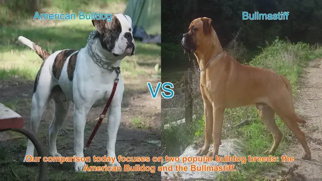 Video thumbnail for American Bulldog vs. Bullmastiff: A Comparison of Two Popular Bulldog Breeds