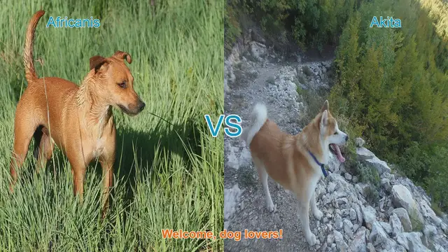 Video thumbnail for Africanis vs. Akita: A Comparison of Two Unique Dog Breeds