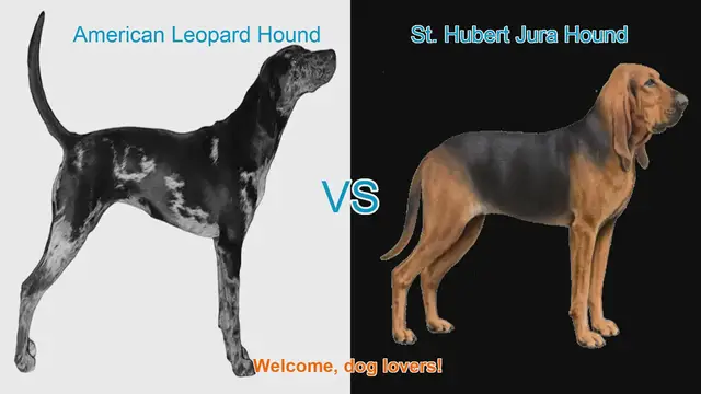 Video thumbnail for American Leopard Hound vs. St. Hubert Jura Hound: A Breed Comparison