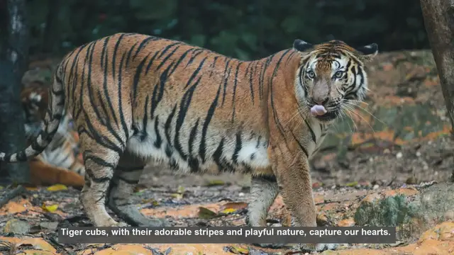 Video thumbnail for 10 Key Factors Influencing Tiger Cub Development