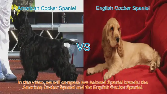 Video thumbnail for American vs. English Cocker Spaniel: A Breed Comparison