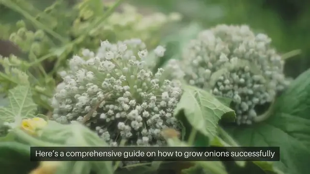Video thumbnail for How to Grow Onions in Containers