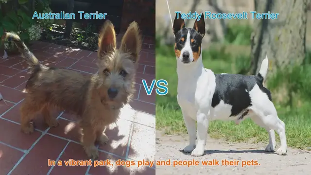 Video thumbnail for Australian Terrier vs. Teddy Roosevelt Terrier: A Breed Comparison