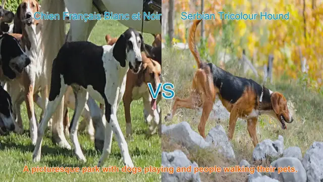 Video thumbnail for Exploring Unique Dog Breeds: Chien Français Blanc et Noir vs. Serbian Tricolour Hound