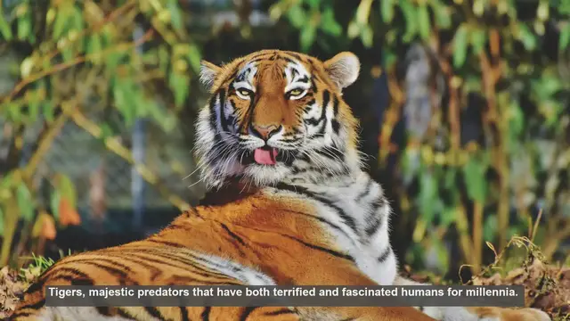 Video thumbnail for 10 Ways Tigers Have Influenced Cultural Beliefs
