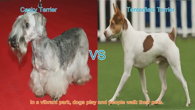 Video thumbnail for Cesky Terrier vs. Tenterfield Terrier: A Comparison of Two Charming Dog Breeds