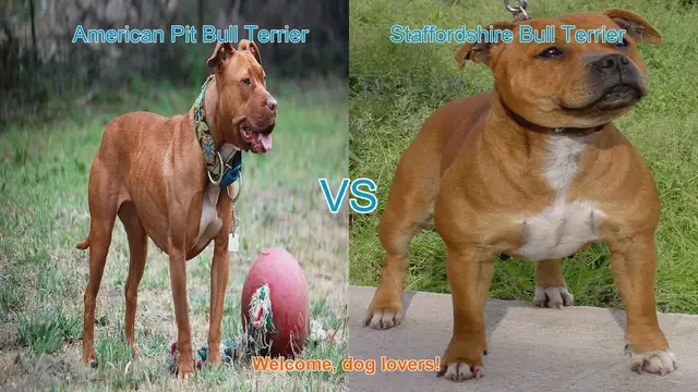 Video thumbnail for American Pit Bull Terrier vs. Staffordshire Bull Terrier: A Detailed Comparison