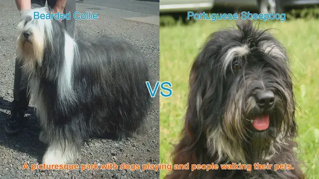 Video thumbnail for Exploring Bearded Collies and Portuguese Sheepdogs: Charming Long-Haired Dog Breeds