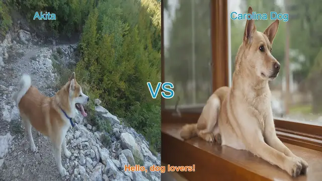 Video thumbnail for Akita vs. Carolina Dog: A Comparison of Two Unique Breeds