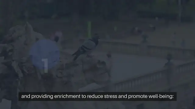 Video thumbnail for Addressing Anxiety in Birds