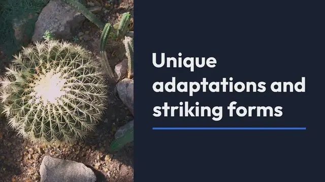 Video thumbnail for Succulent Gardens In Botanical Gardens