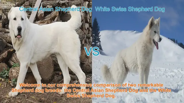 Video thumbnail for Comparing Central Asian Shepherd Dog and White Swiss Shepherd Dog