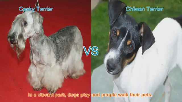 Video thumbnail for Exploring Cesky Terrier and Chilean Terrier: Unique Dog Breeds