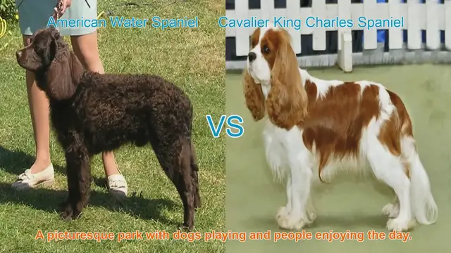 Video thumbnail for Exploring American Water Spaniel and Cavalier King Charles Spaniel: Origins, Characteristics, and Care