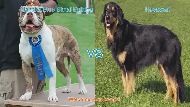 Video thumbnail for Alapaha Blue Blood Bulldog VS Hovawart