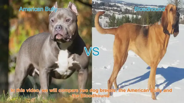 Video thumbnail for American Bully vs. Bloodhound: A Comprehensive Breed Comparison