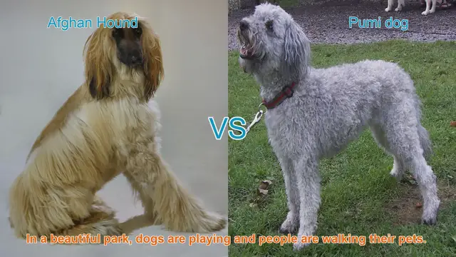 Video thumbnail for Comparing Afghan Hound and Pumi Dog: Appearance, Temperament, and Care
