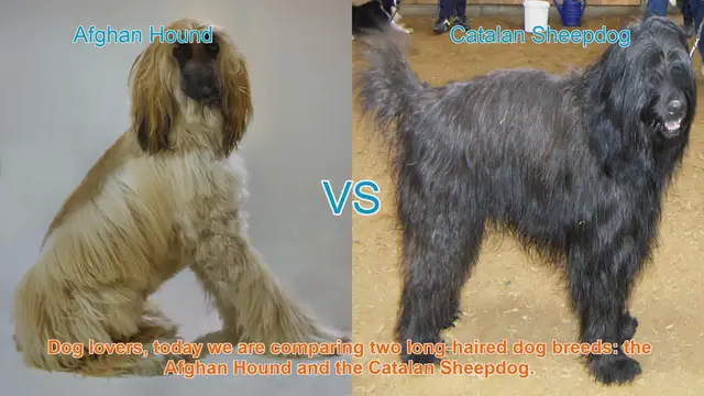 Video thumbnail for Afghan Hound vs. Catalan Sheepdog: A Comparison of Long-Haired Breeds
