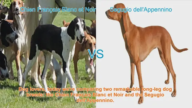Video thumbnail for Comparing Chien Français Blanc et Noir vs. Segugio dell'Appennino: Breed Breakdown