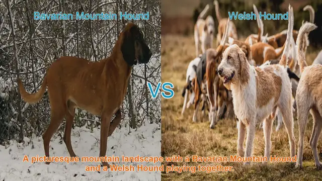 Video thumbnail for Bavarian Mountain Hound vs. Welsh Hound: A Comprehensive Breed Comparison