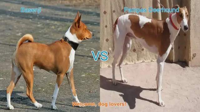 Video thumbnail for Basenji vs. Pampas Deerhound: A Comparison of Unique Dog Breeds