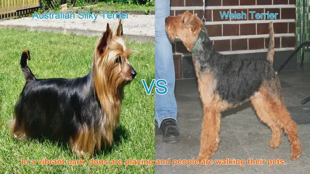 Video thumbnail for Australian Silky Terrier vs. Welsh Terrier: A Breed Comparison