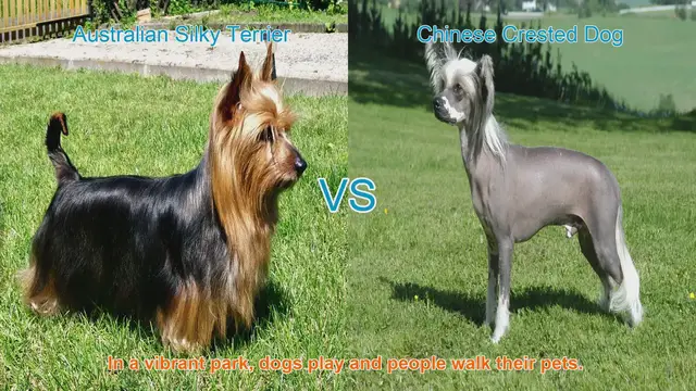 Video thumbnail for Australian Silky Terrier vs. Chinese Crested Dog: A Breed Comparison