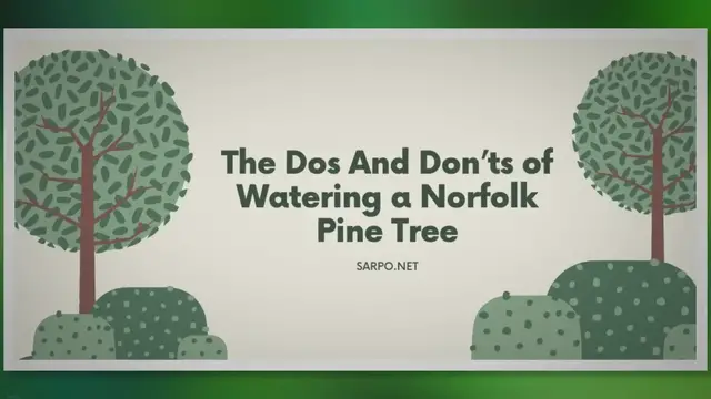 'Video thumbnail for Unlock the Secrets to Perfect Norfolk Pine Care!'