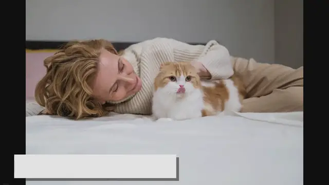 Video thumbnail for The Cost of Owning a Ragdoll Cat: What to Expect