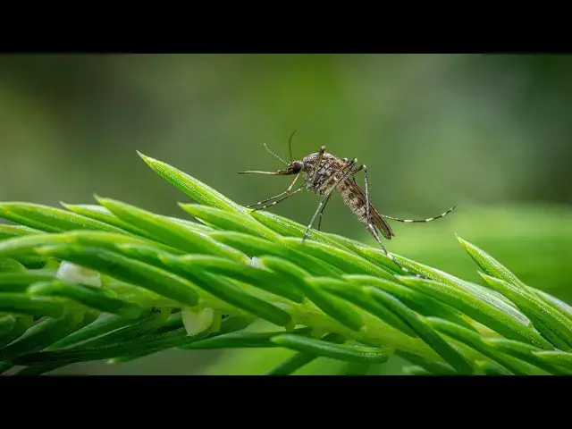Video thumbnail for 8 Mosquito-Repelling Plants to Keep Your Yard Pest-Free