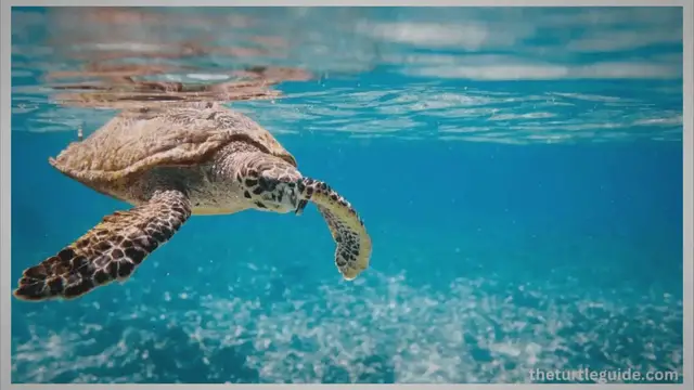 'Video thumbnail for How Much Is A Sea Turtle Worth? Understanding The Value'