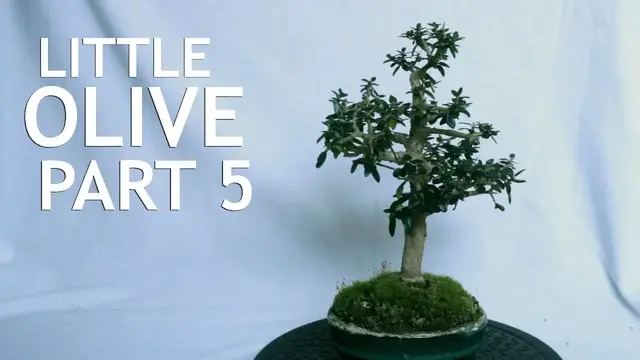 'Video thumbnail for Little Olive Bonsai, From Seed, part 5'