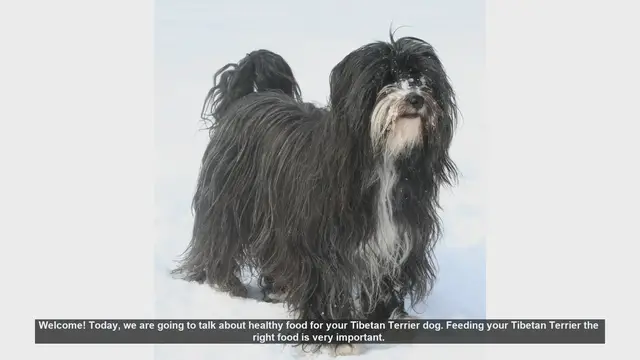 Video thumbnail for Healthy Diet Tips for Your Tibetan Terrier