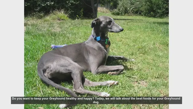 Video thumbnail for Top Foods to Keep Your Greyhound Healthy and Happy