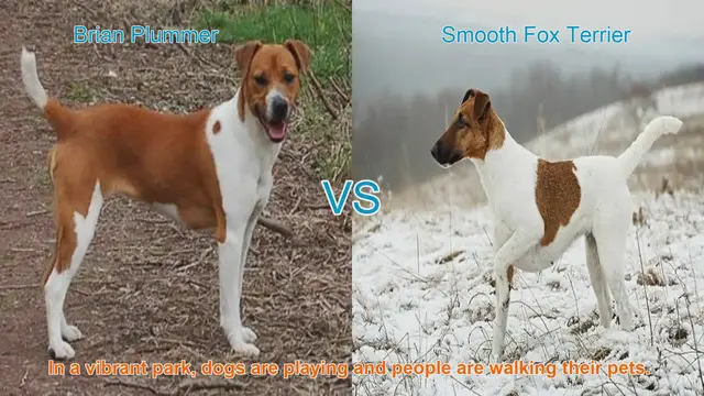 Video thumbnail for Comparing Brian Plummer Terrier and Smooth Fox Terrier: A Breed Showdown