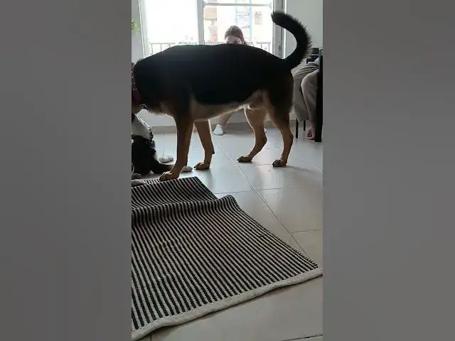 'Video thumbnail for 15 iulie 2024'